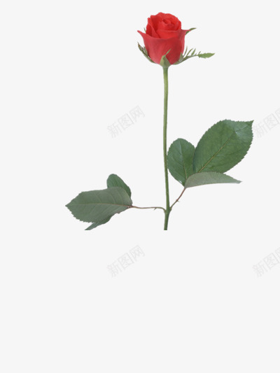 一朵玫瑰花png免抠素材_新图网 https://ixintu.com 叶子 玫瑰 素材 红色