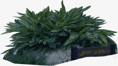 绿色清新植物摆件png免抠素材_新图网 https://ixintu.com 摆件 植物 清新 绿色