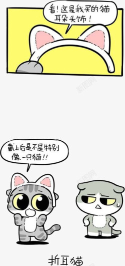 可爱的折耳猫素材