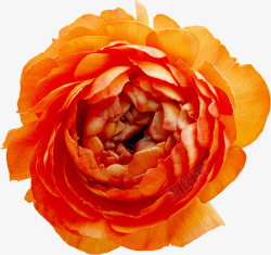 灿烂的绽放的玫瑰花素材