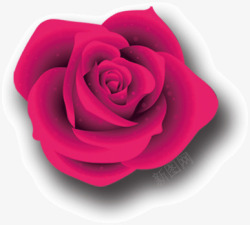 玫瑰花图片品红色玫瑰花高清图片