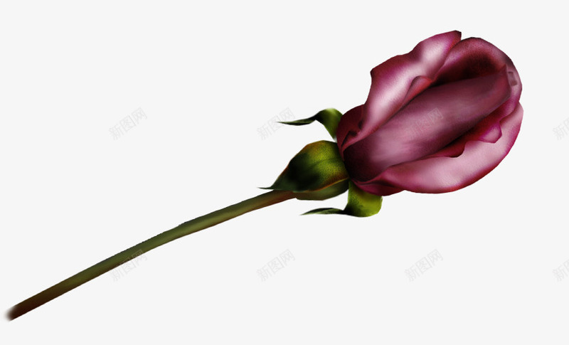 玫瑰花蕾png免抠素材_新图网 https://ixintu.com 植物 玫瑰花 玫瑰花蕾 红玫瑰 绿色 花卉 花朵