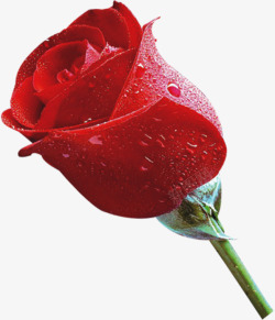 红色新鲜玫瑰鲜花素材