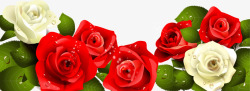 手绘红白玫瑰花绿叶素材