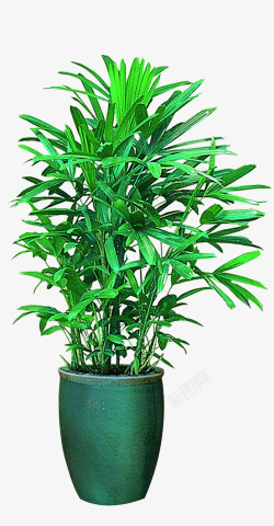 绿色清新植物摆件素材