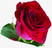 大红色玫瑰花朵情人节元素素材