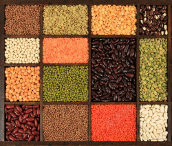 秋收万颗籽豆子系列高清图片