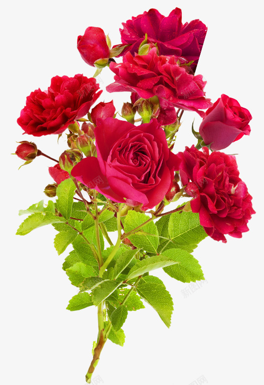 红色玫瑰花png免抠素材_新图网 https://ixintu.com 手绘 玫瑰 红色 装饰 鲜花