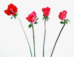 红色彩绘玫瑰花朵素材