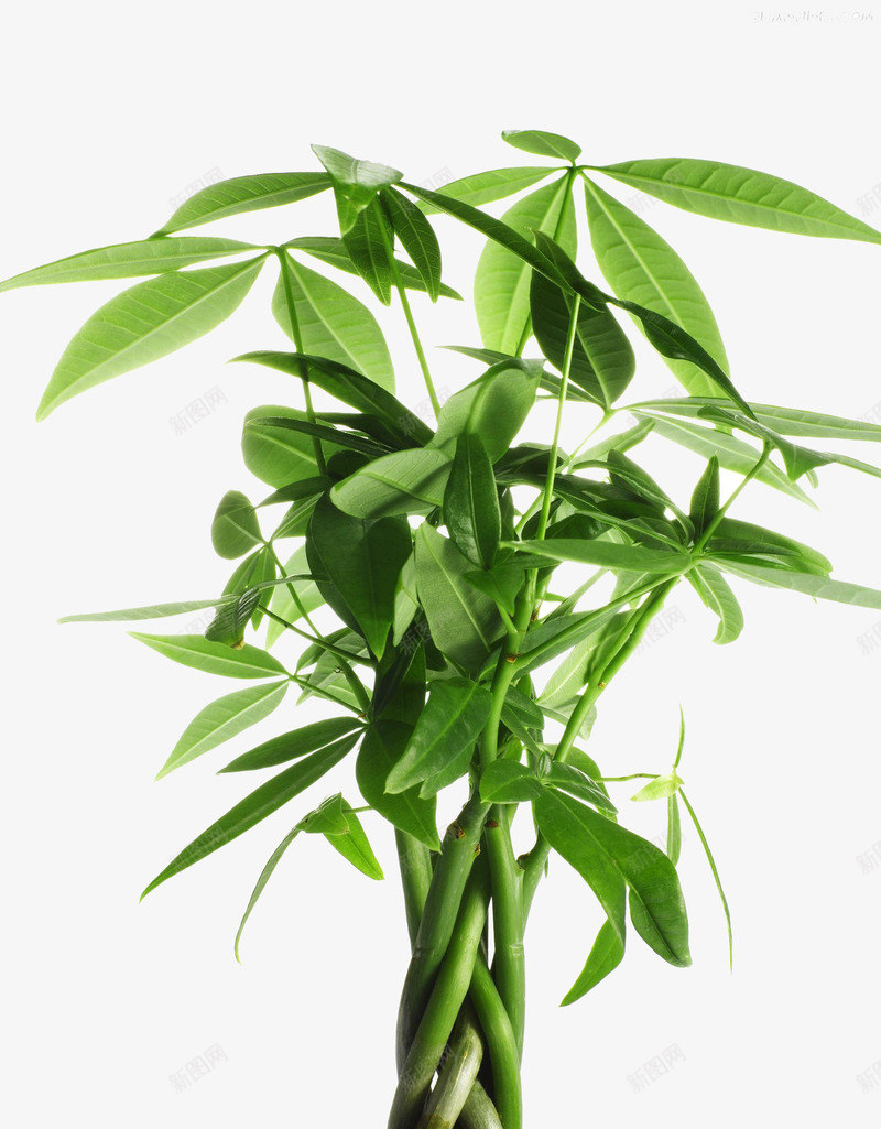 室内绿色植物png免抠素材_新图网 https://ixintu.com 叶子 室内 植物 绿色