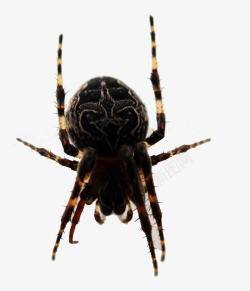长腿蜘蛛恐怖的蜘蛛高清图片