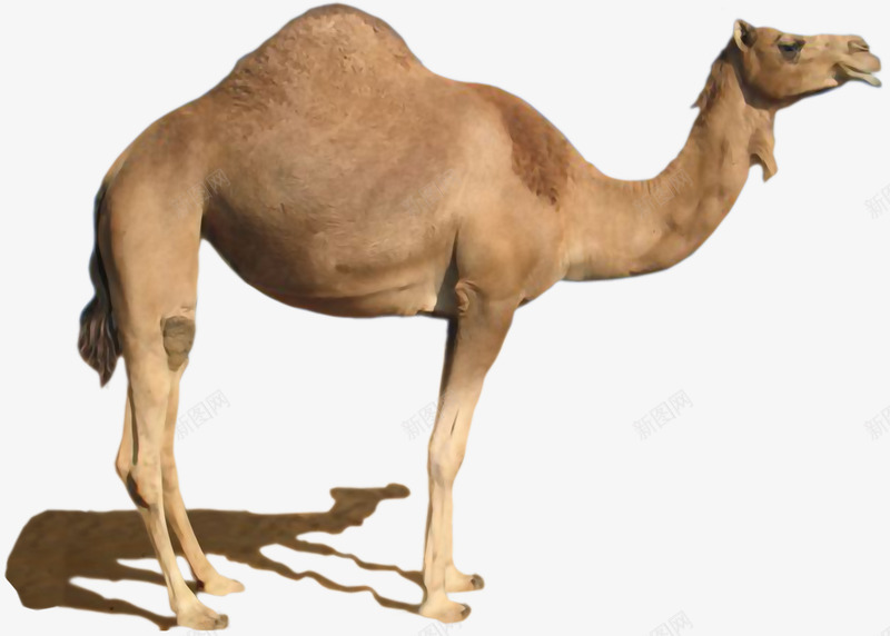 骆驼实物图png免抠素材_新图网 https://ixintu.com 动物 实物图 影子 沙漠之星 骆驼