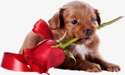 送玫瑰的小狗素材