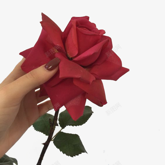 红色玫瑰png免抠素材_新图网 https://ixintu.com 小花 清新 玫瑰花 红色指甲 花朵 花朵素材 花朵装饰