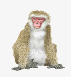 猴子背景图片棕色的小猴子片高清图片