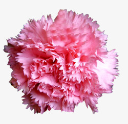鲜花粉色康乃馨花球素材