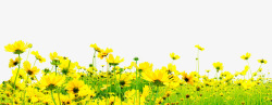 黄色花朵美景风光素材
