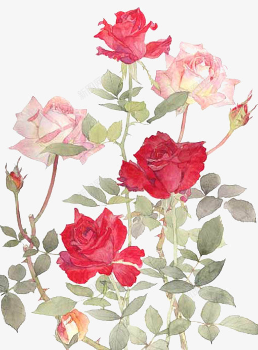 双色玫瑰花png免抠素材_新图网 https://ixintu.com 植物 玫瑰花 粉色 红色 花蕾