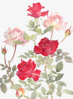 双色玫瑰花素材