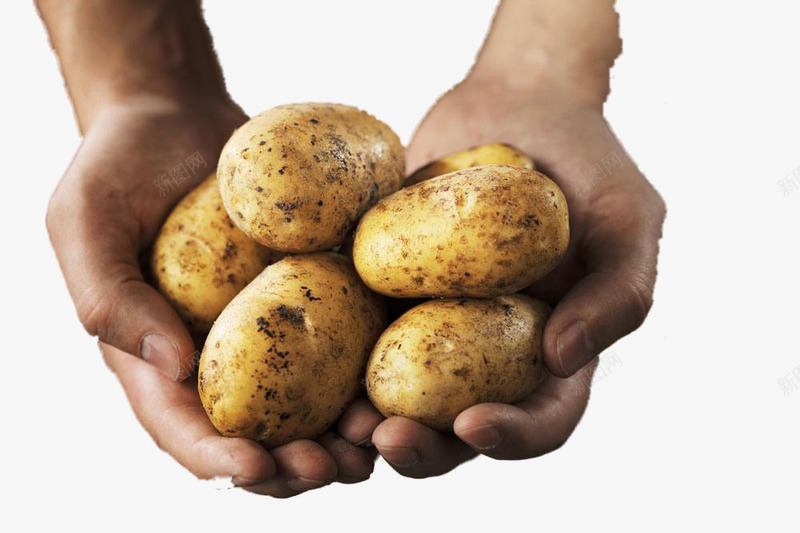 捧在手心的土豆png免抠素材_新图网 https://ixintu.com 公益 商业 土豆 手心 捧在手心 环境