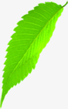 绿色艺术树叶风光素材
