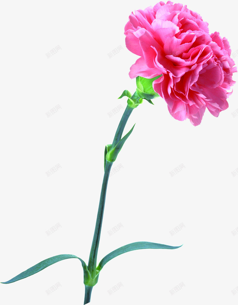 粉色鲜花母亲节花朵png免抠素材_新图网 https://ixintu.com 母亲节 粉色 花朵 鲜花