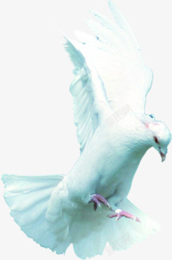 白鸽样式宝贝背景素材