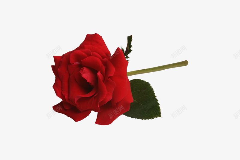 红色玫瑰png免抠素材_新图网 https://ixintu.com 玫瑰花 玫瑰花蕾 红色玫瑰 花蕾