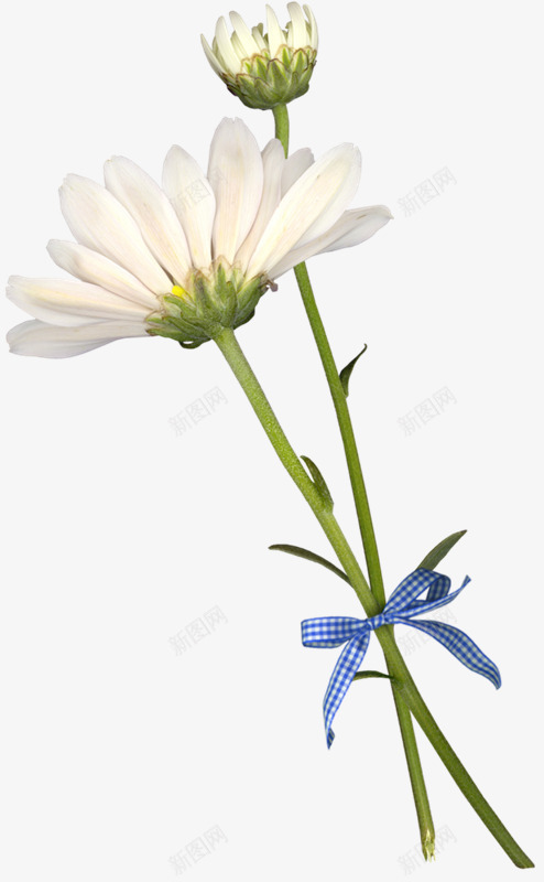 白色花朵花苞绿色枝叶png免抠素材_新图网 https://ixintu.com 枝叶 白色 绿色 花朵 花苞