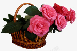 花篮和粉色玫瑰素材