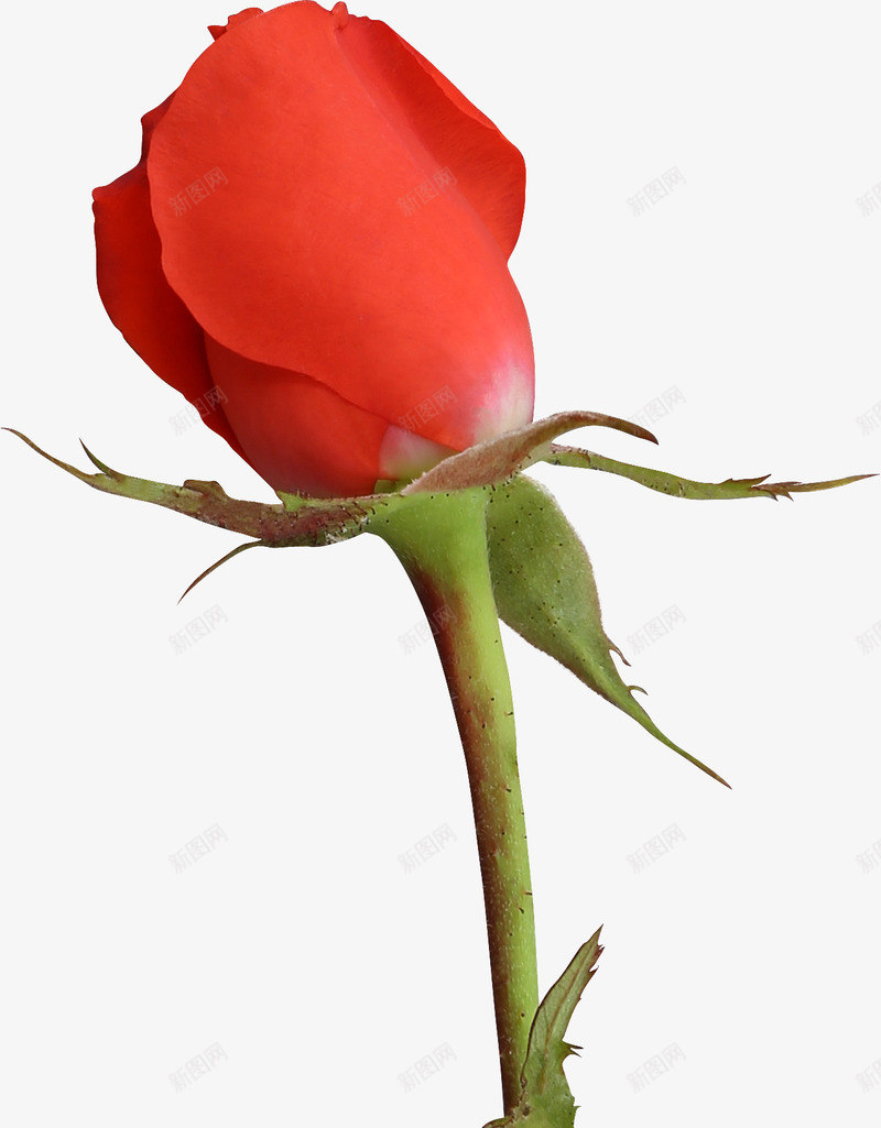 玫瑰花朵png免抠素材_新图网 https://ixintu.com 带刺枝条 带刺玫瑰 待开的花 爱情 玫瑰花 红色花朵