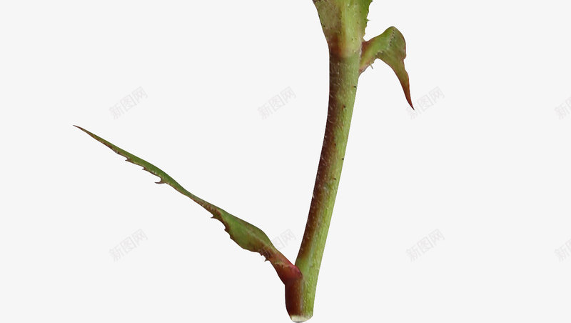 玫瑰花朵png免抠素材_新图网 https://ixintu.com 带刺枝条 带刺玫瑰 待开的花 爱情 玫瑰花 红色花朵