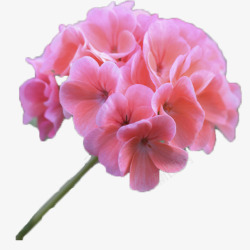 热情优雅单枝粉色绣球花高清图片