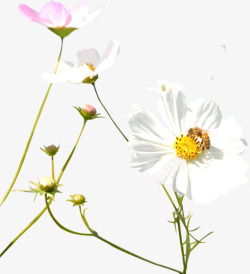 白色花朵蜜蜂采蜜田野素材