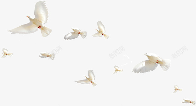 一群白鸽png免抠素材_新图网 https://ixintu.com 一群 和平鸽 白鸽 象征和平