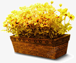 黄色花朵浪漫花盆盆景素材