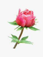 红色玫瑰花植物花朵小png免抠素材_新图网 https://ixintu.com 植物 玫瑰花 素材 红色 花朵