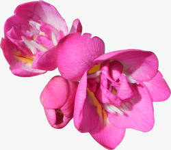 粉色绽放花朵素材