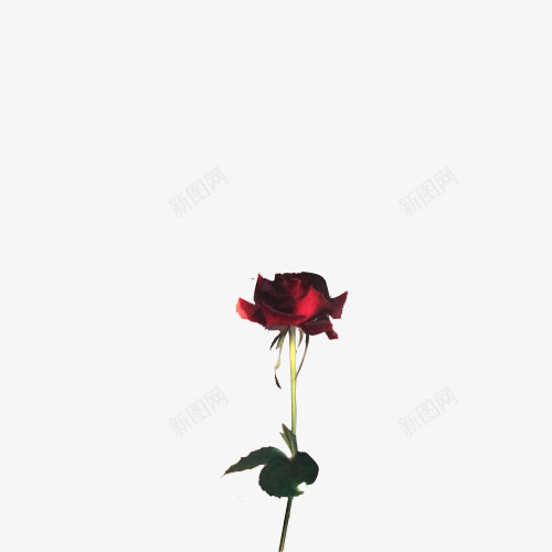 创意合成效果红色的玫瑰花png免抠素材_新图网 https://ixintu.com 创意 合成 效果 玫瑰花 红色