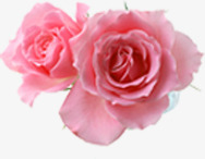 粉色鲜花玫瑰花朵表白情人节png免抠素材_新图网 https://ixintu.com 情人 玫瑰 粉色 花朵 表白 鲜花