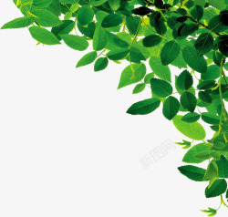 绿色清新艺术树叶风光素材