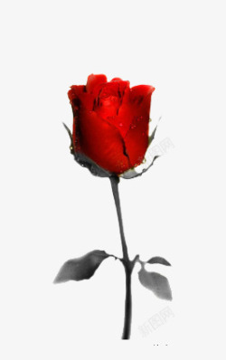 一枝红色的的玫瑰花素材