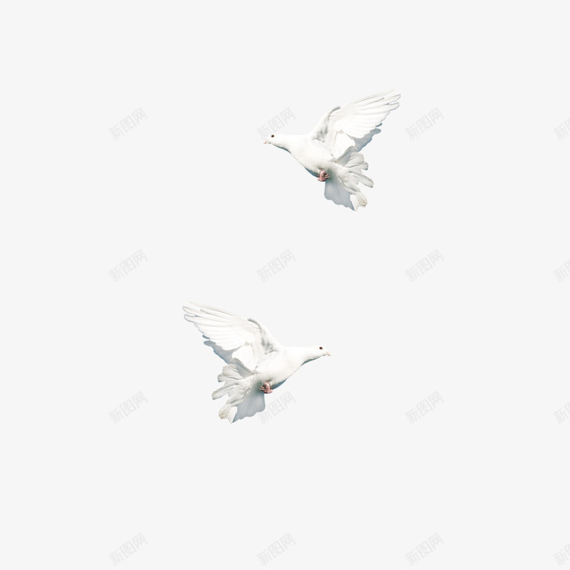 象征和平的鸽子png免抠素材_新图网 https://ixintu.com 一对 和平鸽 白色