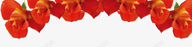 红色玫瑰花朵边框装饰png免抠素材_新图网 https://ixintu.com 玫瑰 红色 花朵 装饰 边框