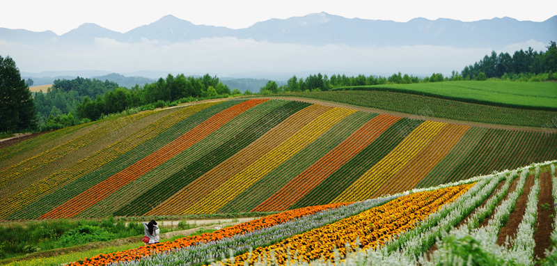 美瑛花海png免抠素材_新图网 https://ixintu.com 世界各地 世界风景 北海道 名胜古迹 外国风景 摄影图片 旅游摄影 旅游风光 美瑛花海 花圃 高清图片