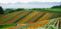 美瑛花海素材