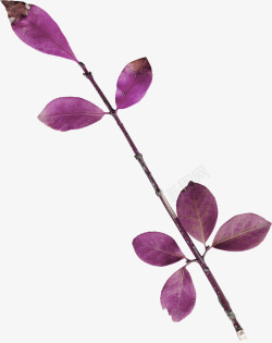 紫色漂亮枝叶素材
