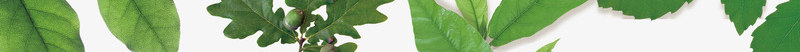 绿叶方框png免抠素材_新图网 https://ixintu.com 图形框 图形框框 棉花 绿叶 银杏