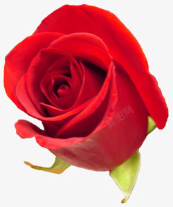 玫瑰红玫瑰红色玫瑰素材