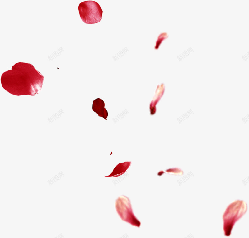 红色热情花瓣玫瑰花朵png免抠素材_新图网 https://ixintu.com 热情 玫瑰 红色 花朵 花瓣